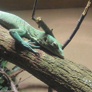 Jul. 2012-Green Tree Monitor