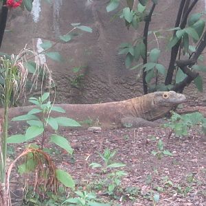 Jul. 2012-Hudo, the Komodo Dragon