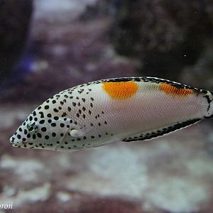 Clown Coris (Coris aygula)
