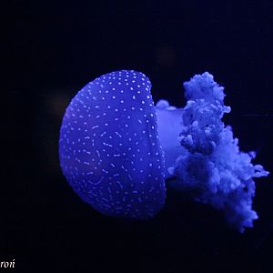 Australian / White-spotted Jellyfish (Phyllorhiza punctata)