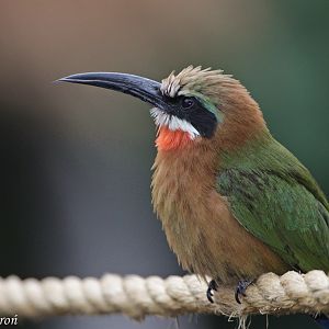 White-fronted Bee-eater (Merops bullockoides)