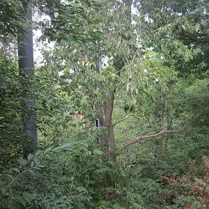 Jul. 2012-Andean Condor aviary