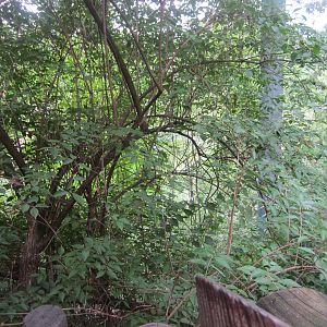 Jul. 2012-Andean Condor aviary