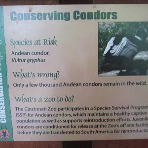 Jul. 2012-Andean Condor Conservation Sign