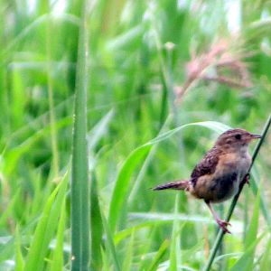 Sedge Wren