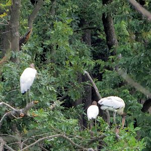 Wood Storks