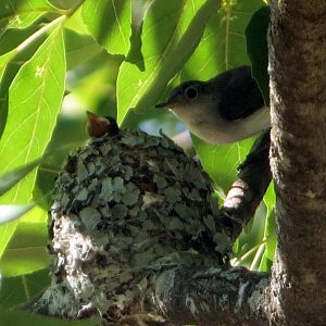 Blue-gray Gnatcatchers