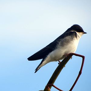 Tree Swallow