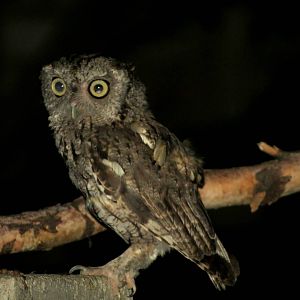 Eastern Screech-owl