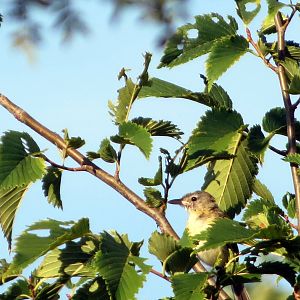 Bell's Vireo