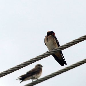 Cliff Swallow