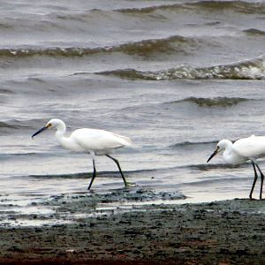 Snowy Egrets