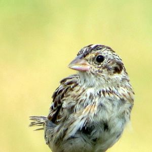Grasshopper Sparrow