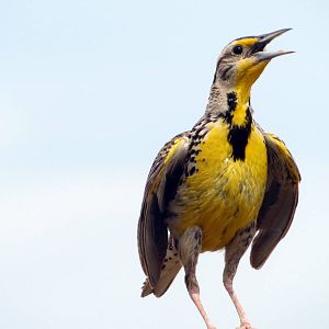 Eastern Meadowlark
