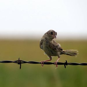 Grasshopper Sparrow