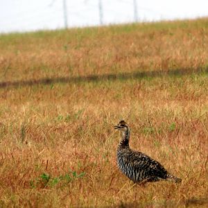 Greater Prairie-chicken