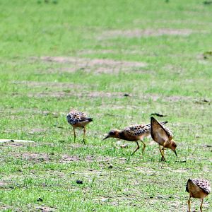Buff-breasted Sandpipers