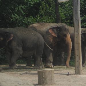 Jul. 2012-My-Thai, Schottzie, and Jati, the Indian Elephants