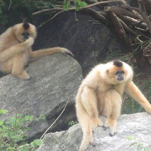 Jul. 2012-Buff-cheeked Gibbons