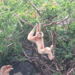 Jul. 2012-Buff-cheeked Gibbons
