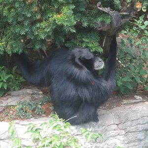 Jul. 2012-Siamang