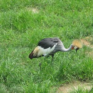 Jul. 2012-East African Crowned Crane