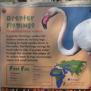 Jul. 2012-Flamingo Sign