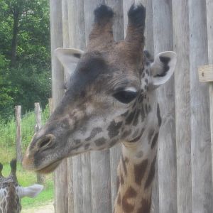 Jul. 2012-Kimba, the Masai Giraffe