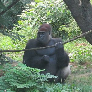 Jul. 2012-Kwashi, a Western Lowland Gorilla