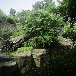 Jul. 2012-Western Lowland Gorilla exhibit