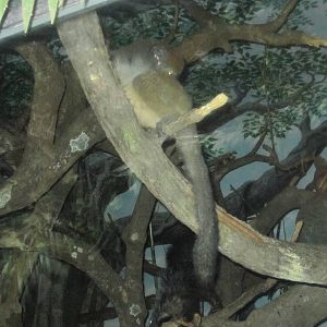 Jul. 2012-Grey Bamboo Lemur, Potto, and Aye-Aye