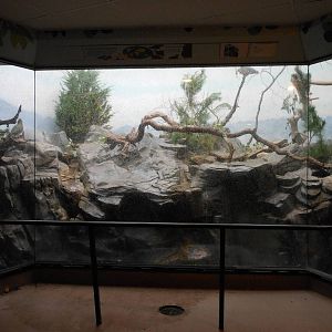 Bronx Zoo- World of Birds- Kea Exhibit