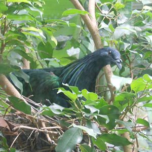 Bronx Zoo- World of Birds- Nicobar Pigeon