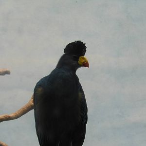 Bronx Zoo- World of Birds- Great Blue Turaco