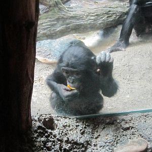 Jul. 2012-Baby Bonobo