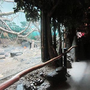Jul. 2012-Bonobo Indoor Exhibit viewing