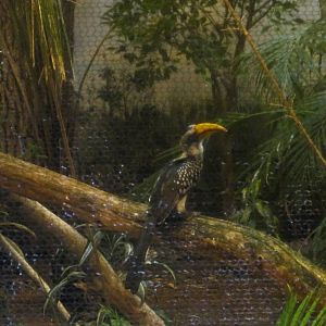 Jul. 2012-Eastern Yellow-billed Hornbill