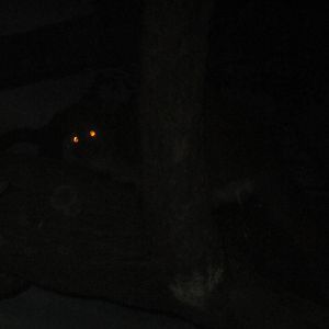 Jul. 2012-Eyes of an Aye-Aye