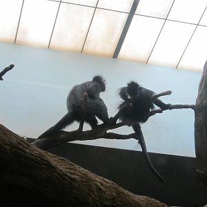 Jul. 2012-Francois' Langurs