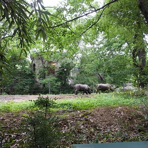 Bronx Zoo- Zoo Center- Part 2 of White Rhinoceros Exhibit