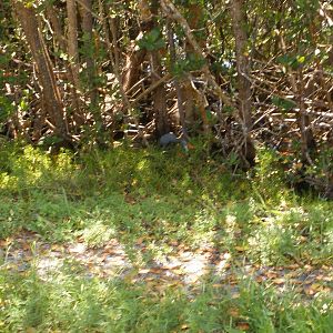 Little Blue Heron, Sanibel Island FL 2012