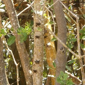 Mangrove Crab, Sanibel Island FL 2012