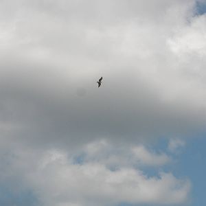 Osprey, Sanibel Island FL 2012