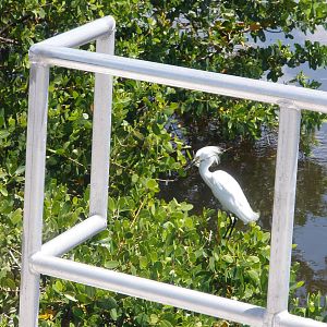 Great Egret, Sanibel Island FL 2012