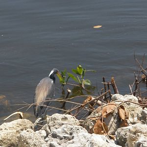 Tri-Colored Heron, Sanibel Island FL 2012