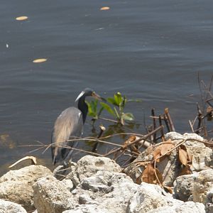 Tri-Colored Heron with a fish, Sanibel Island FL 2012