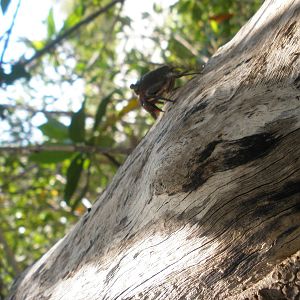 Mangrove Crab, Sanibel Island FL 2012