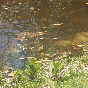 Horseshoe Crabs, Sanibel Island FL 2012