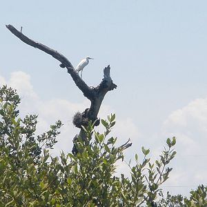 Snowy Egret, Sanibel Island FL 2012
