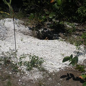Gopher Turtle Nest, Sanibel Island FL 2012